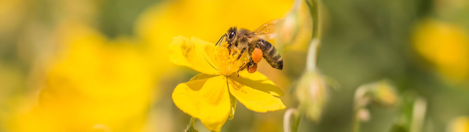Biene im Flug, Adobe Stock